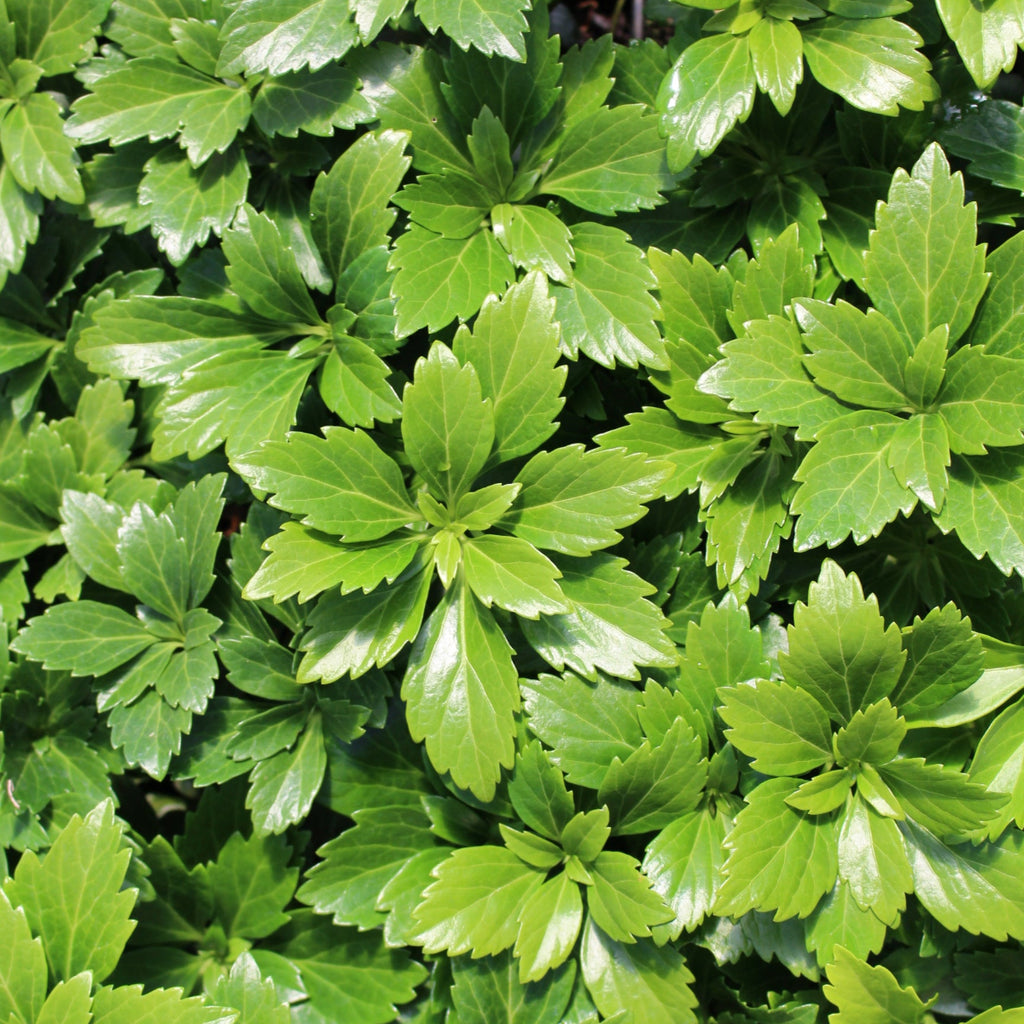 Groundcover, Pachysandra t. 'Green Carpet' - 25 per flat