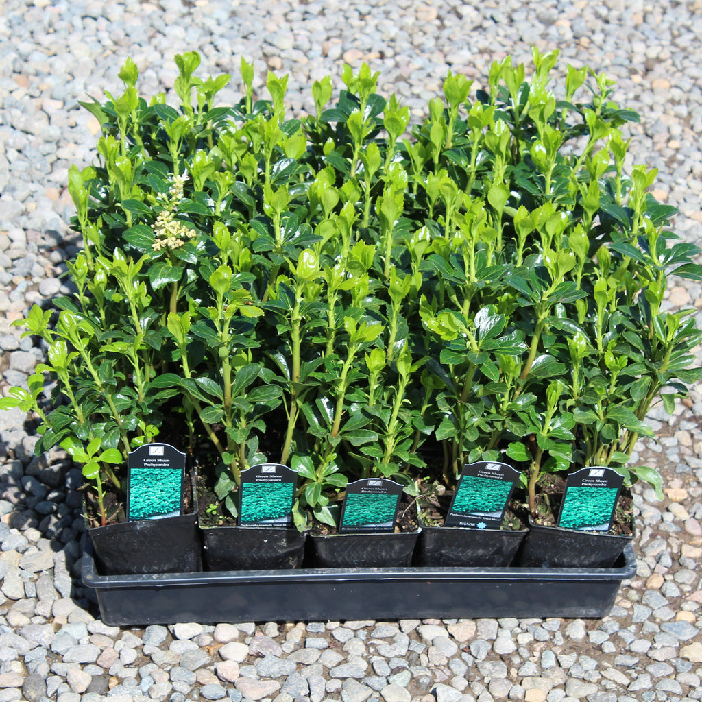 Groundcover, Pachysandra t. 'Green Sheen'- 25 per flat