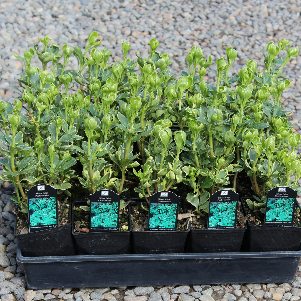 Groundcover, Pachysandra t. 'Silver Edge'- 25 per flat