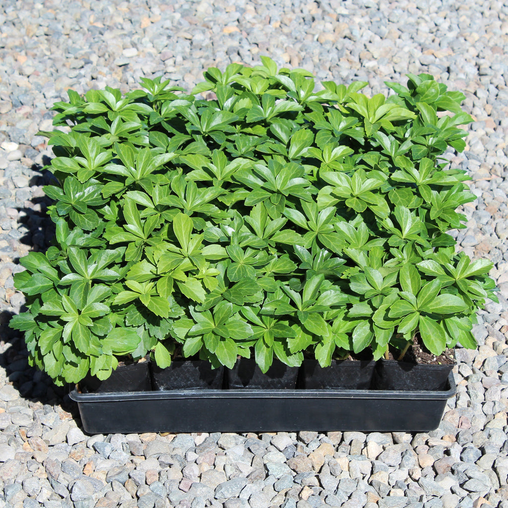 Groundcover, Pachysandra terminalis- 25 per flat