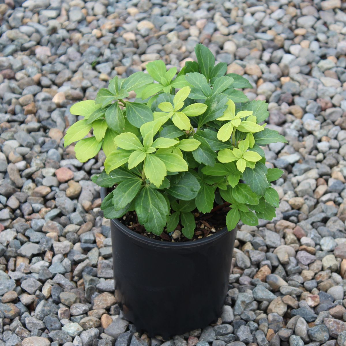 Pachysandra terminalis