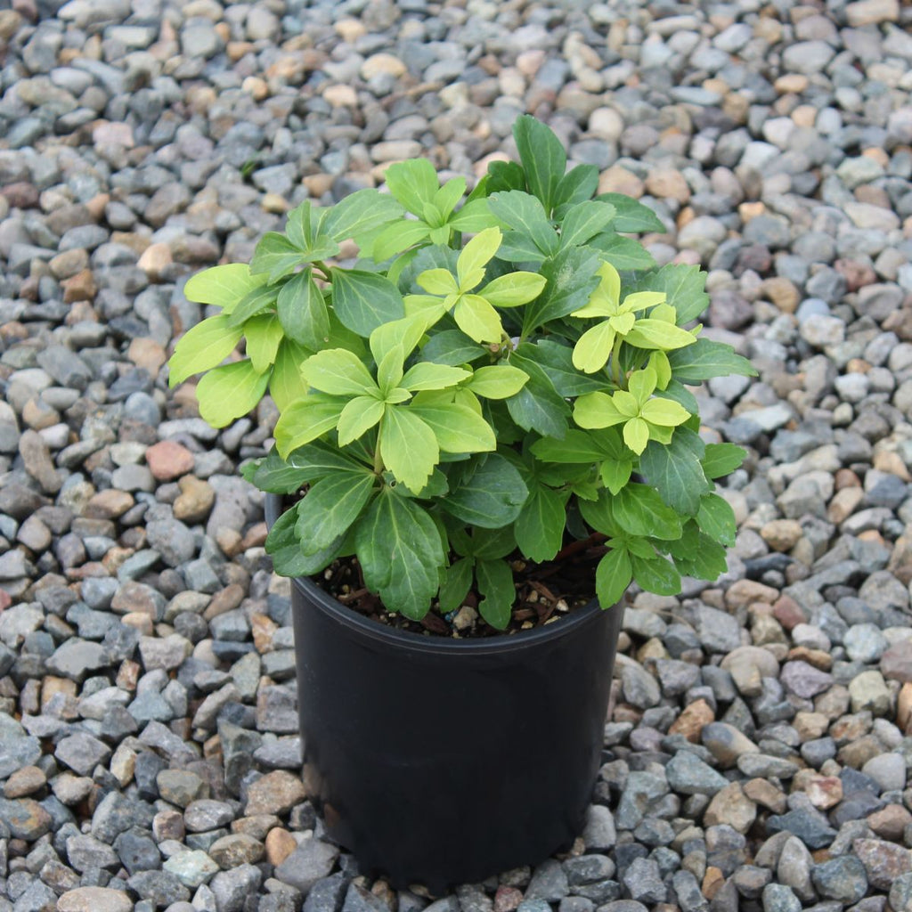 Pachysandra terminalis
