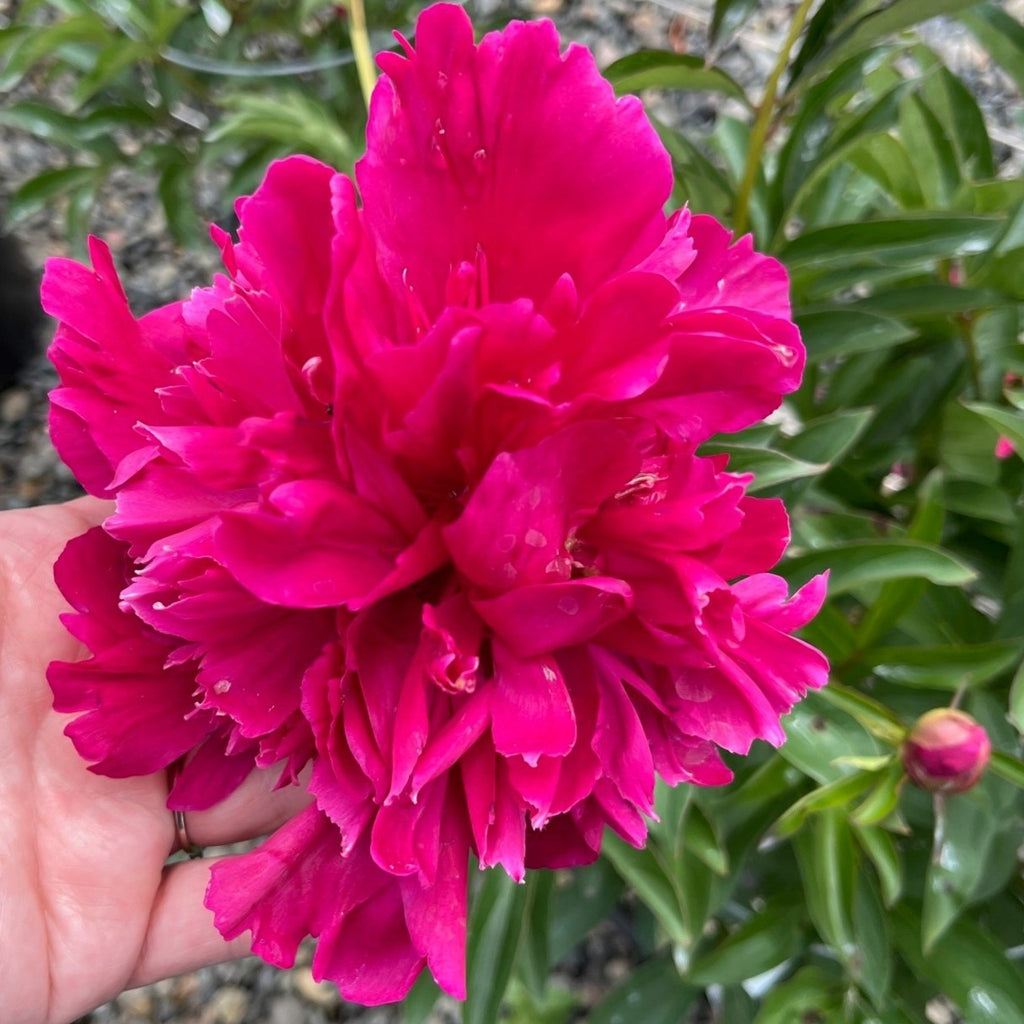 Paeonia lact. 'Inspecteur Lavergne' (double red)