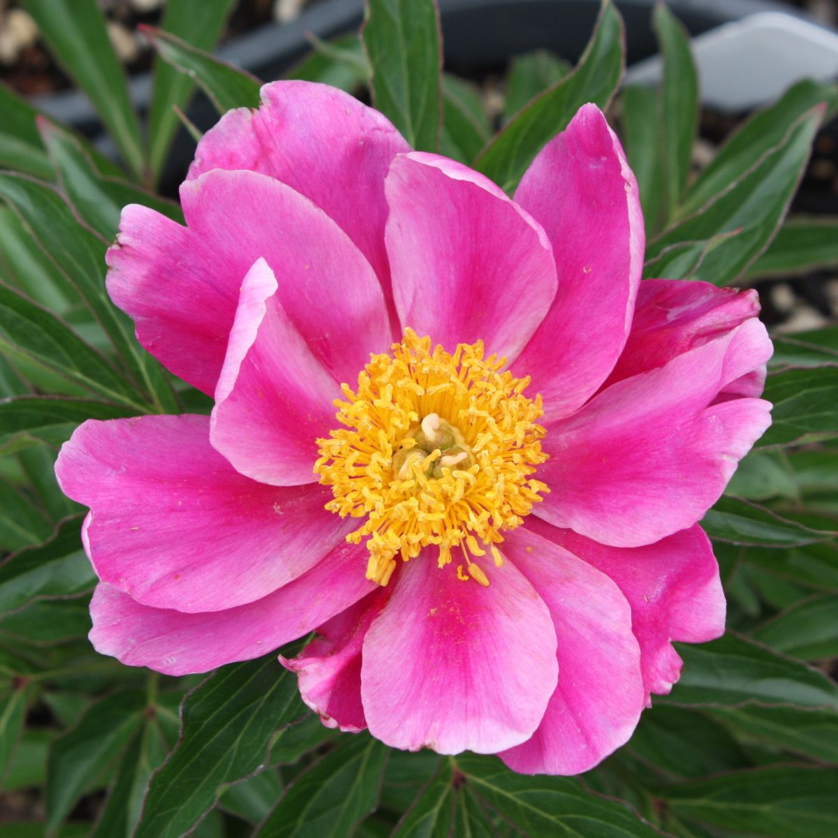 Paeonia x 'Sea Shell' (pink)