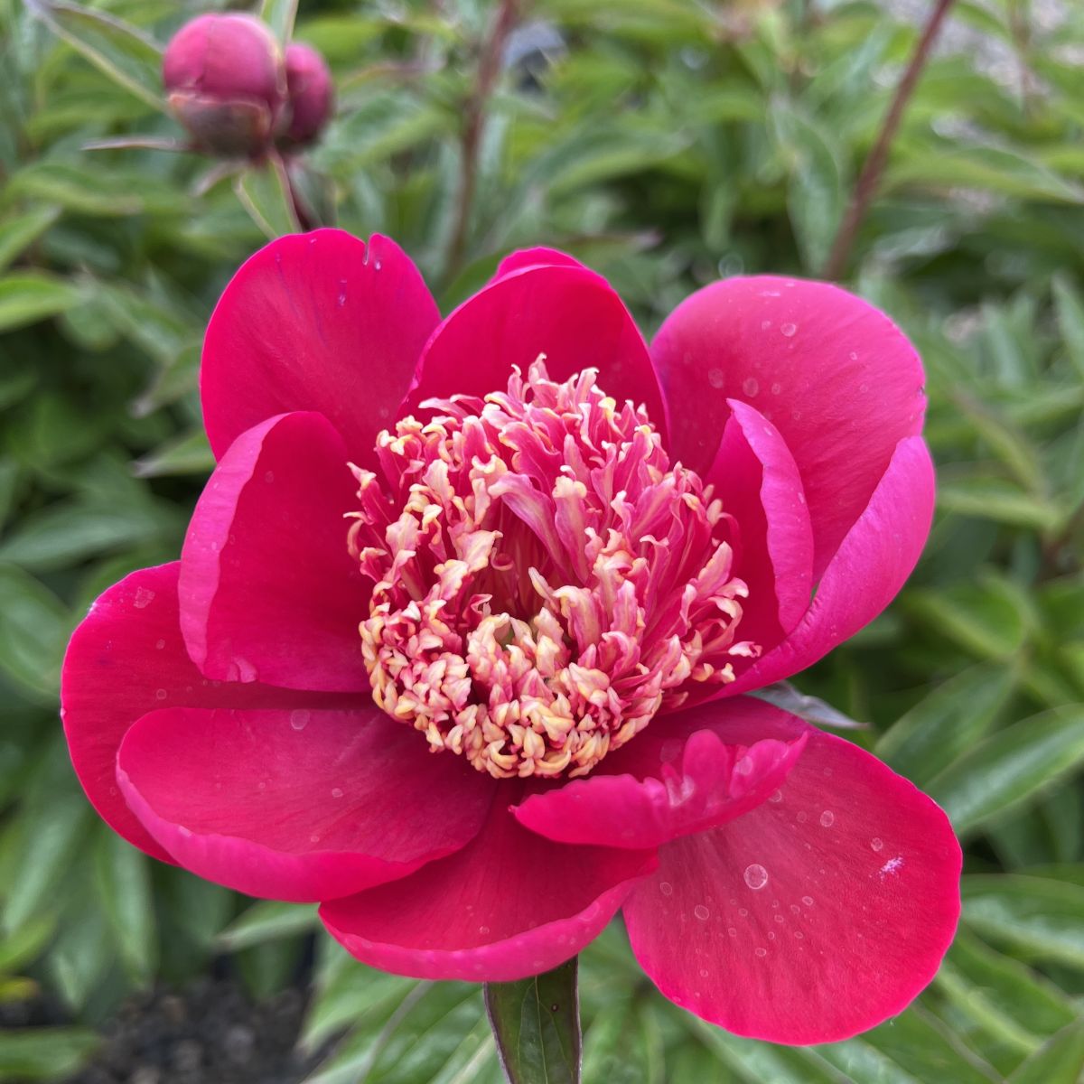 Paeonia 'Ada Niva' (red)