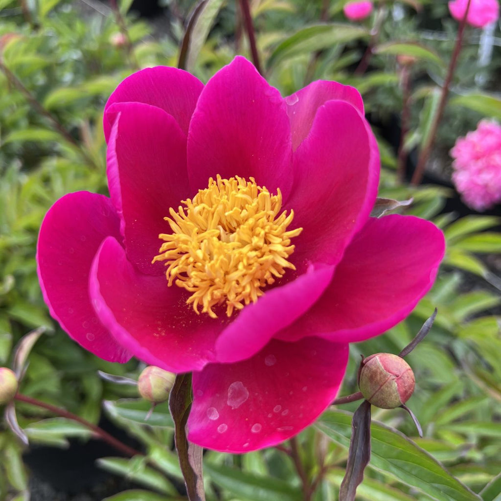 Paeonia 'Adrienne' (scarlet)