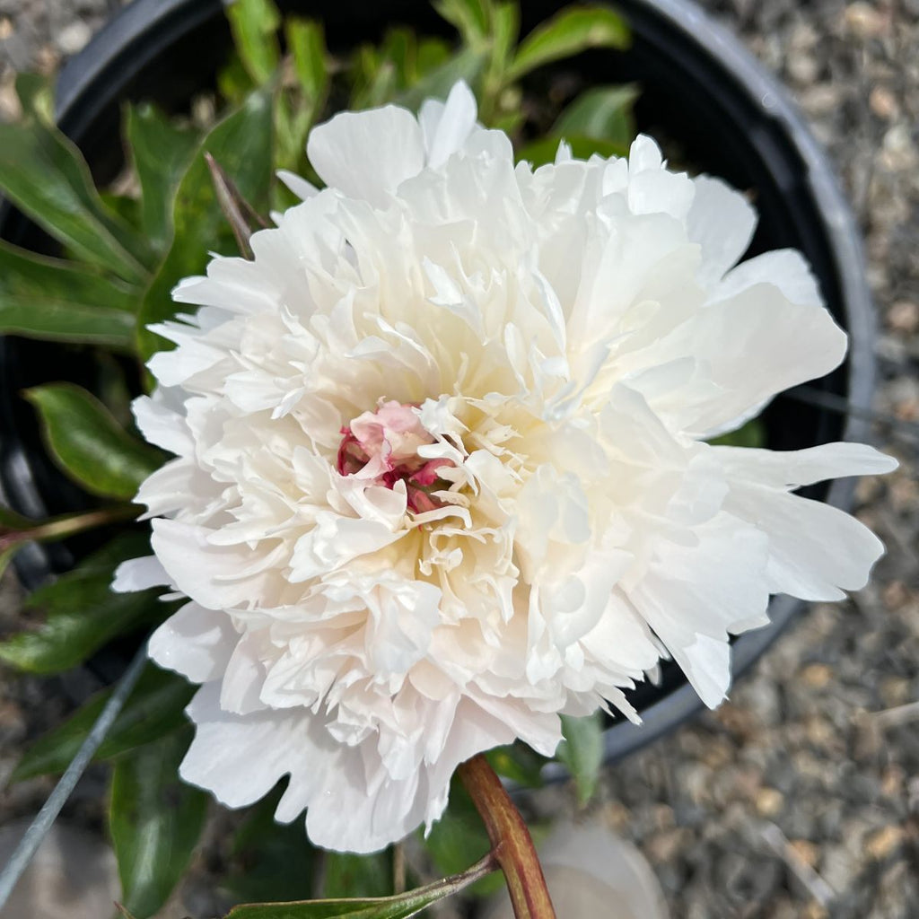 Paeonia 'Alertie' (soft pink, fragrant)