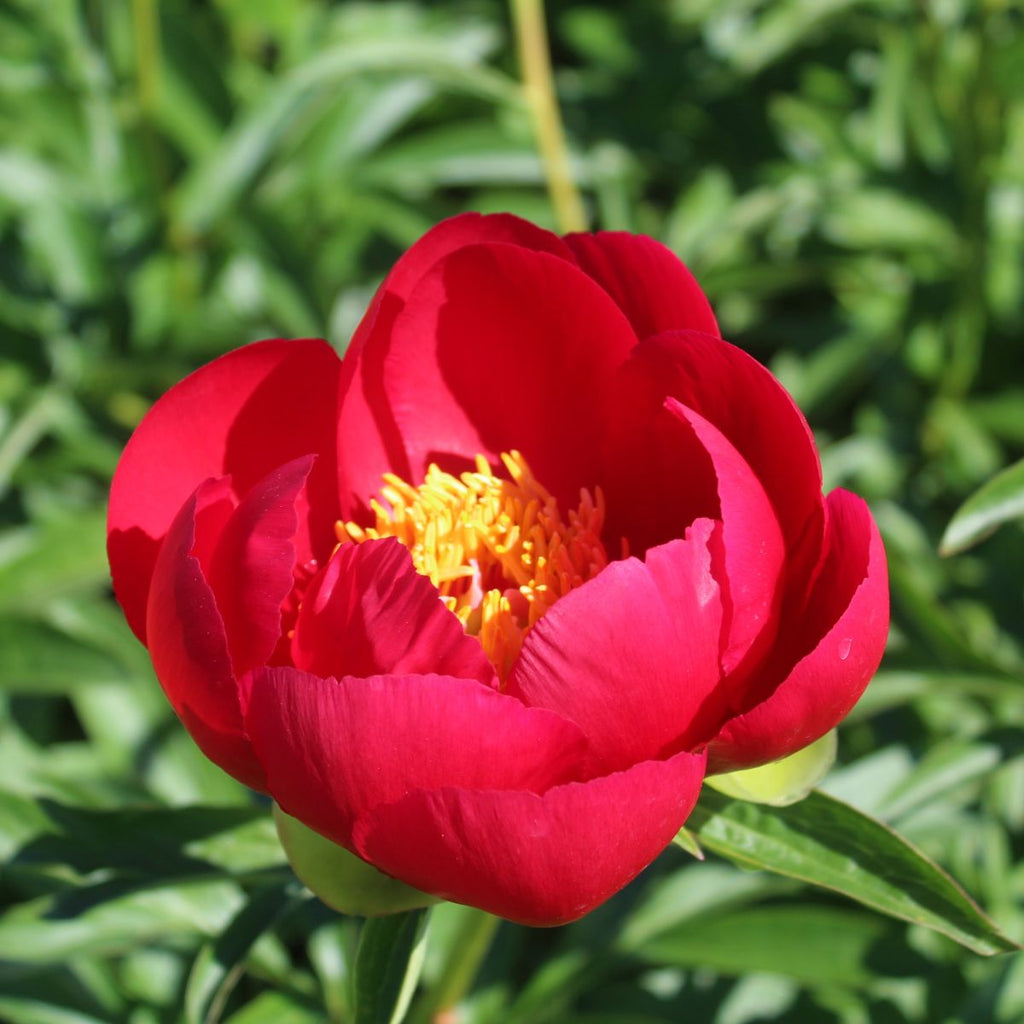 Paeonia 'Blaze' (red)