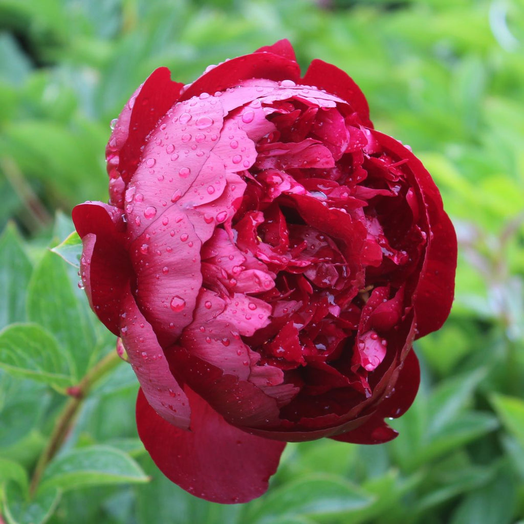 Paeonia 'Buckeye Belle' (red)