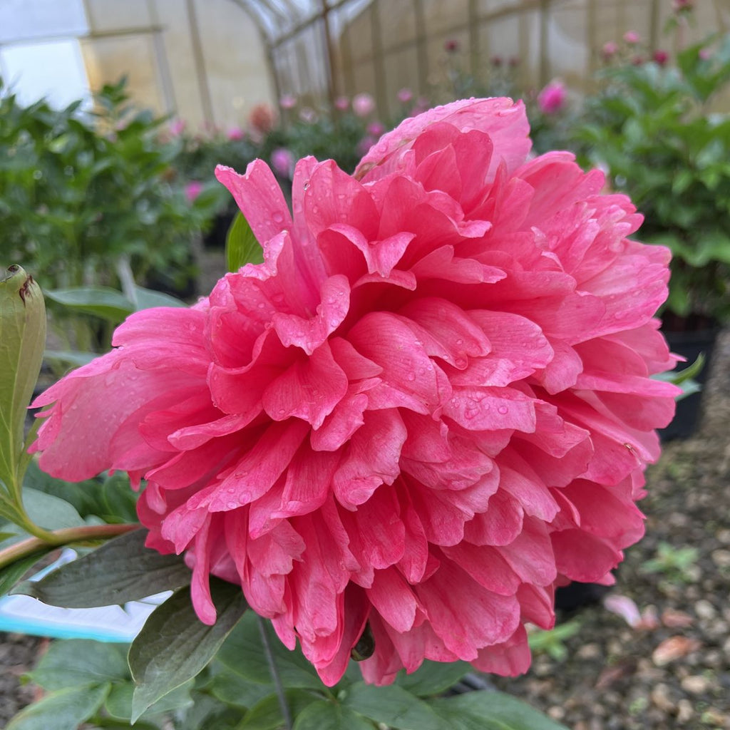 Paeonia 'Command Performance' (deep red)