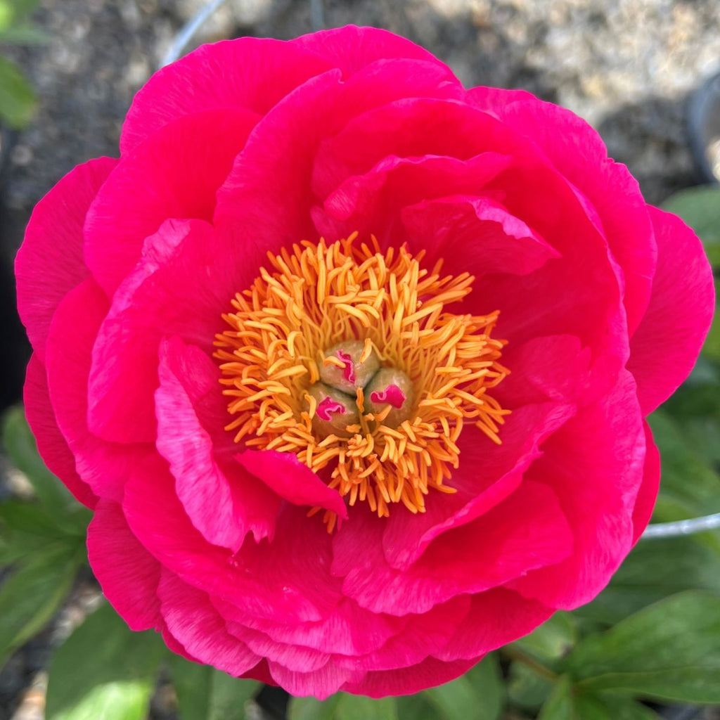Paeonia 'Cytherea' (pink)