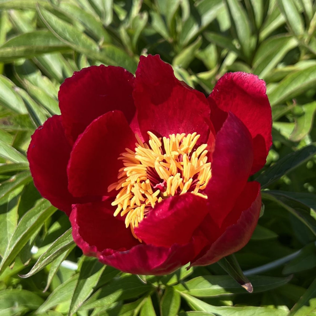 Paeonia 'Early Scout' (crimson)