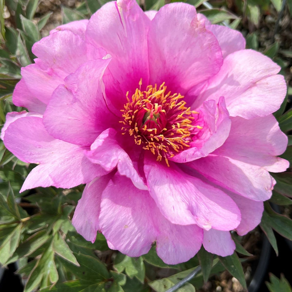 Paeonia 'First Arrival' (Itoh pink)