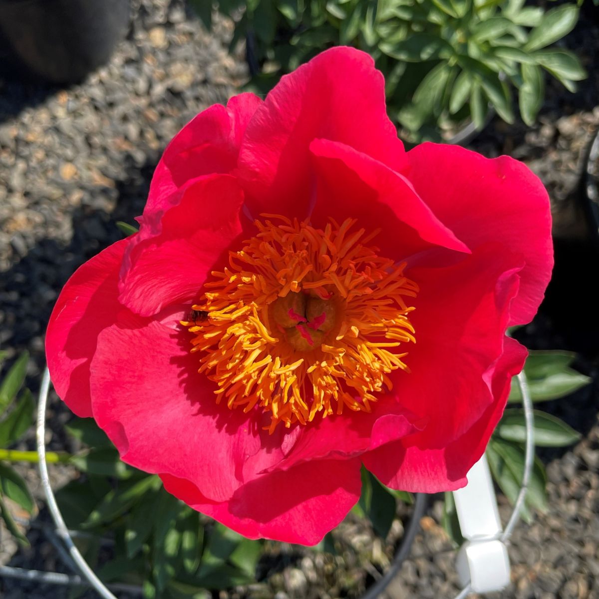 Paeonia 'Flame' (crimson)