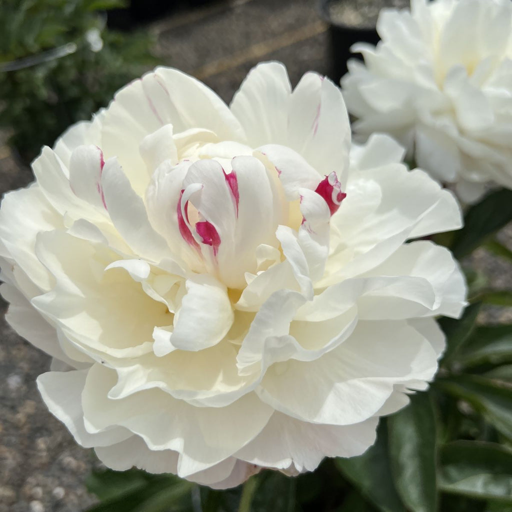 Paeonia 'Gardenia' (light pink)