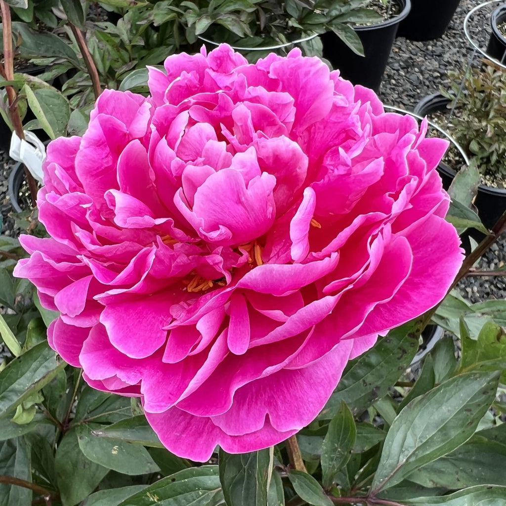 Paeonia 'Gilbert Barthelot' (deep pink)