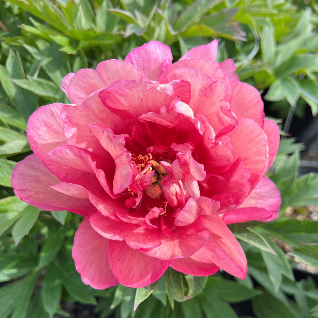 Paeonia 'Julia Rose' (pink/apricot)