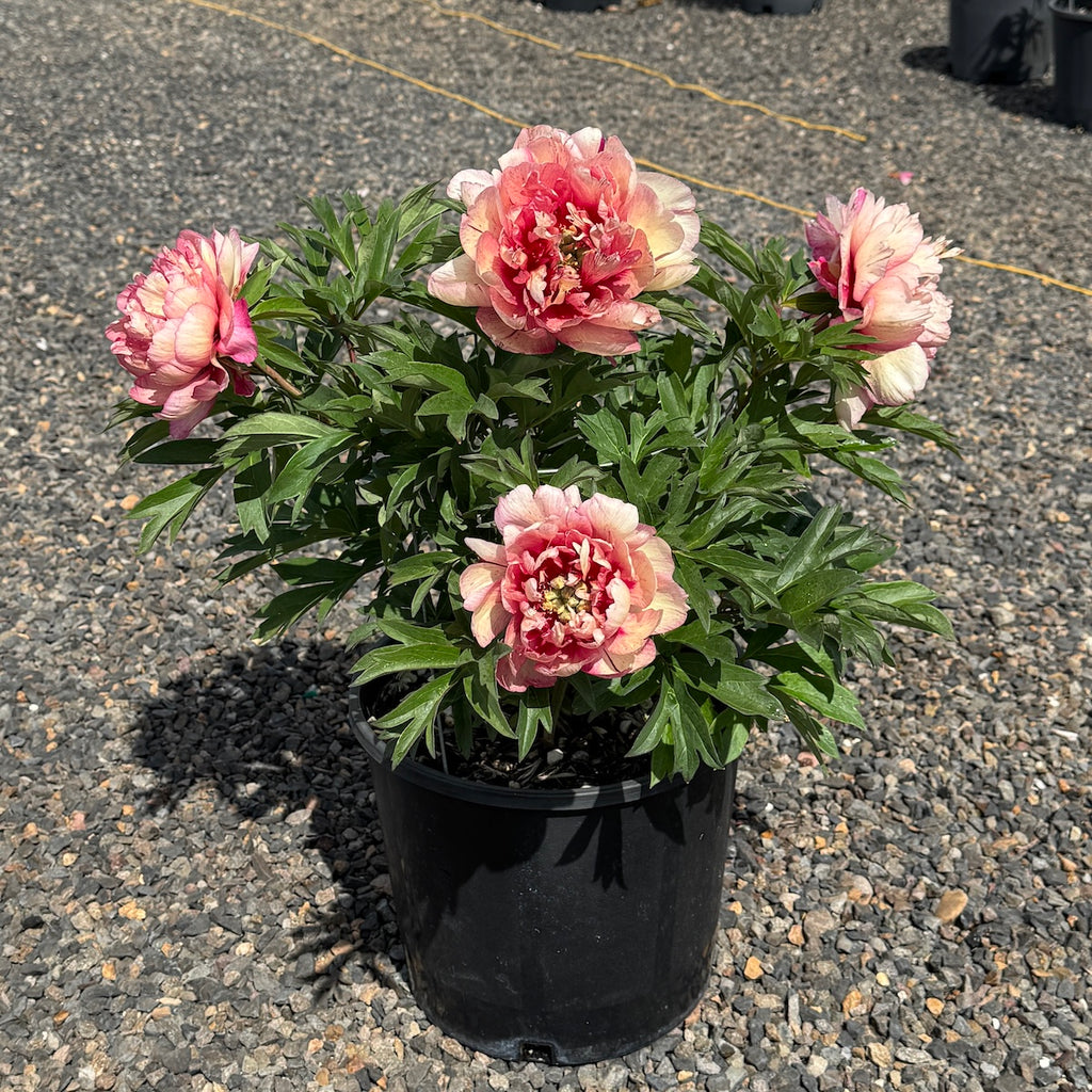 Paeonia 'Julia Rose' (pink/apricot)