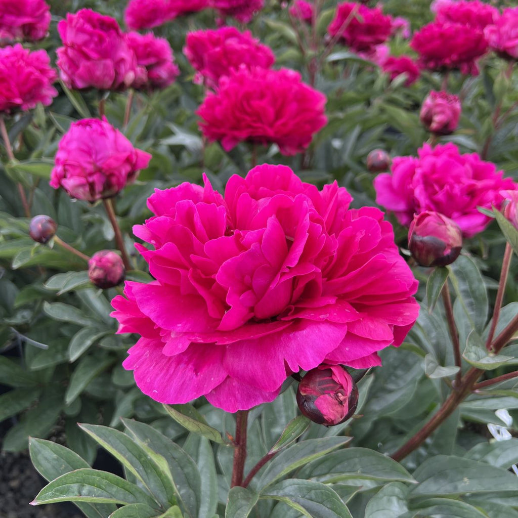 Paeonia 'Kansas' (deep pink)