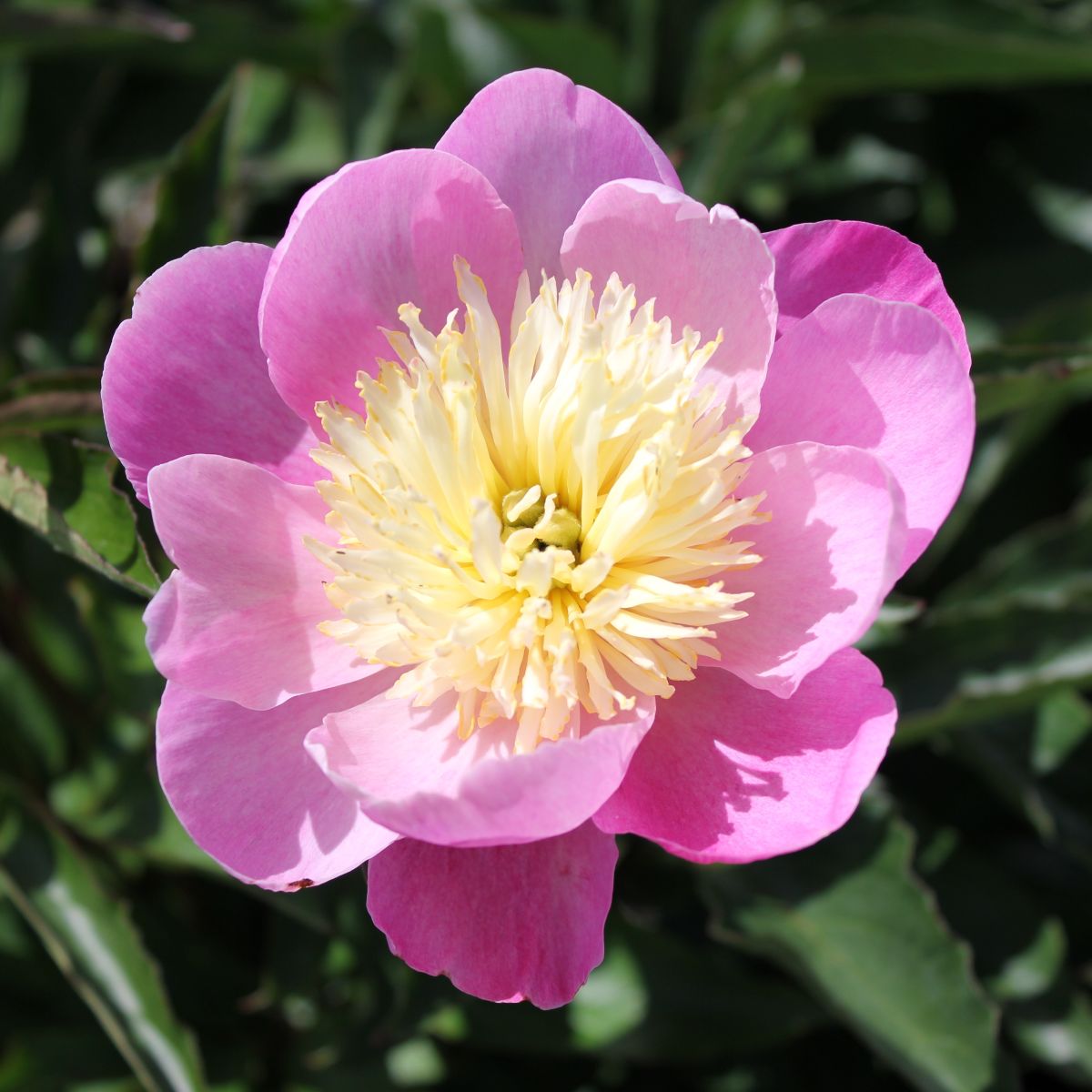 Paeonia 'Lauren' (light pink)