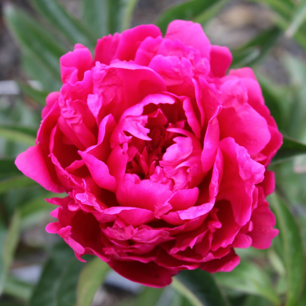 Paeonia 'Mary Jo Legare' (deep pink)