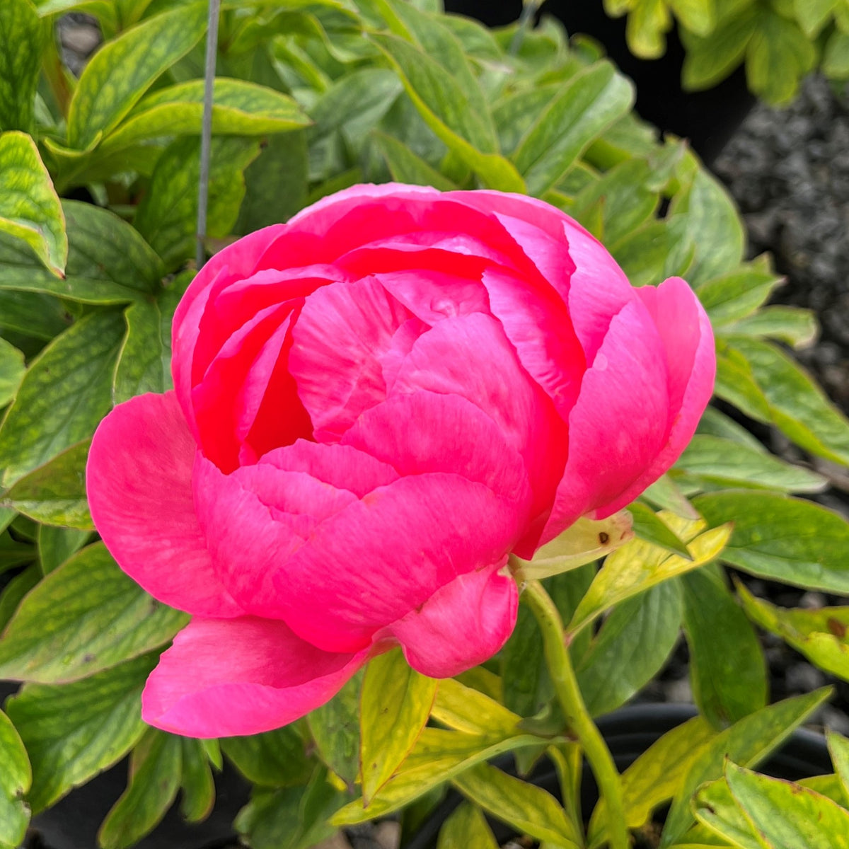 Paeonia 'Paladin' (red)