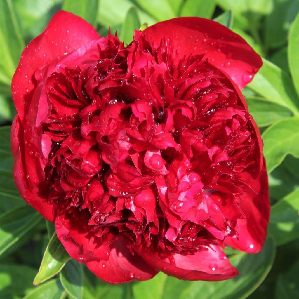 Paeonia 'Red Charm' (red)
