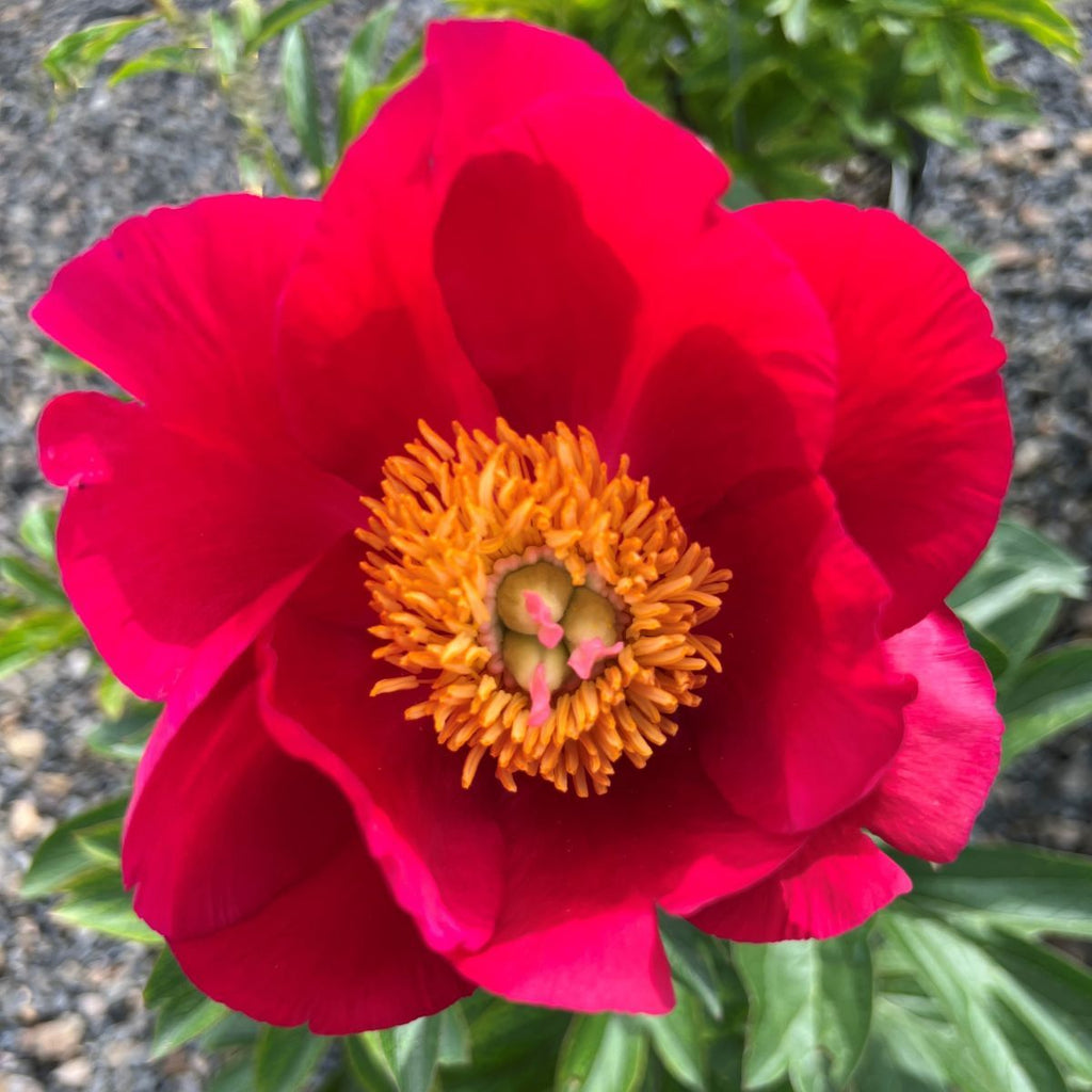 Paeonia 'Scarlet O'Hara' (red)