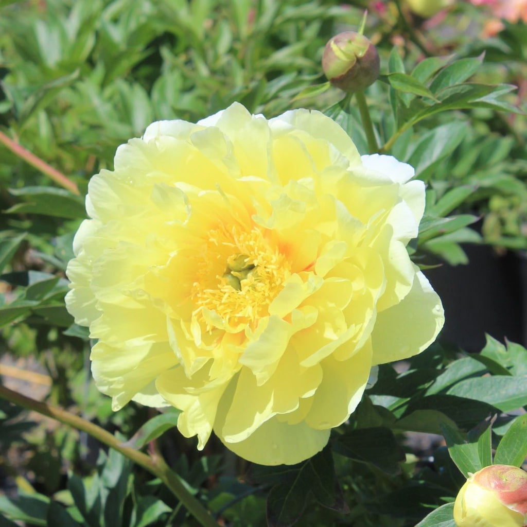 Paeonia 'Sequestered Sunshine' (Itoh yellow)