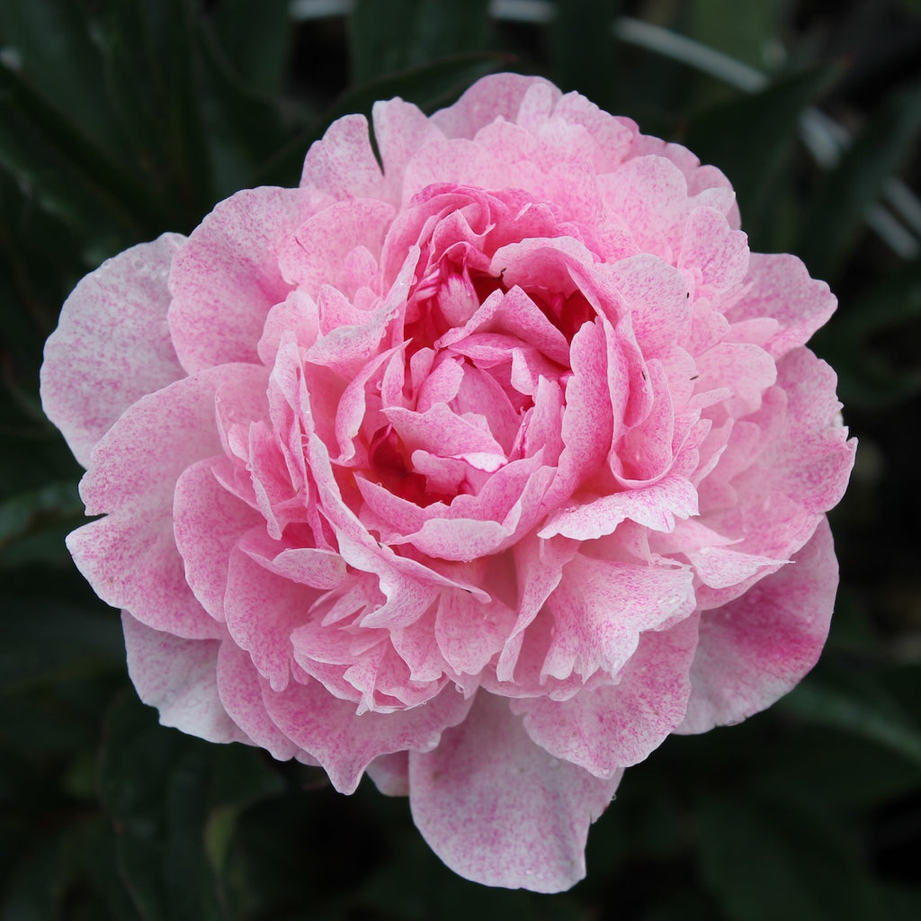 Paeonia lact. 'Pietertje Vriend Wagenaar' (pink)