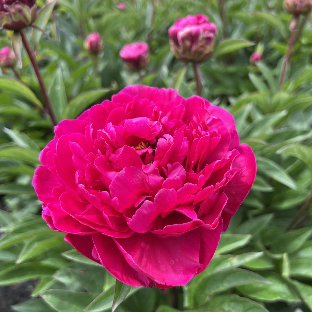 Paeonia lact. 'Adolphe Rousseau' (double red)