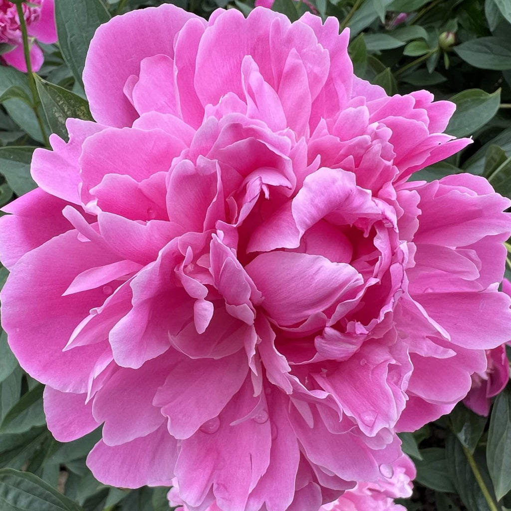 Paeonia lact. 'Amabillis' (pink)