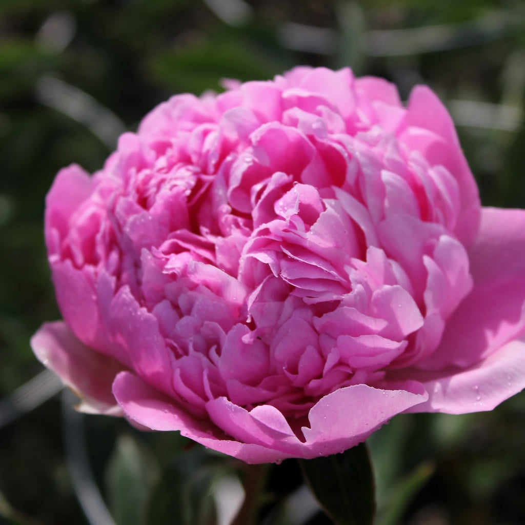 Paeonia lact. 'Anima' (pink)