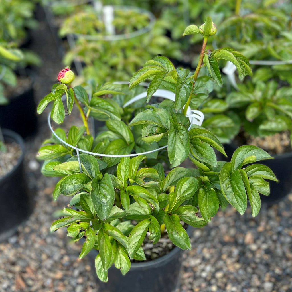 Paeonia lact. 'Athena' (apricot/lilac)