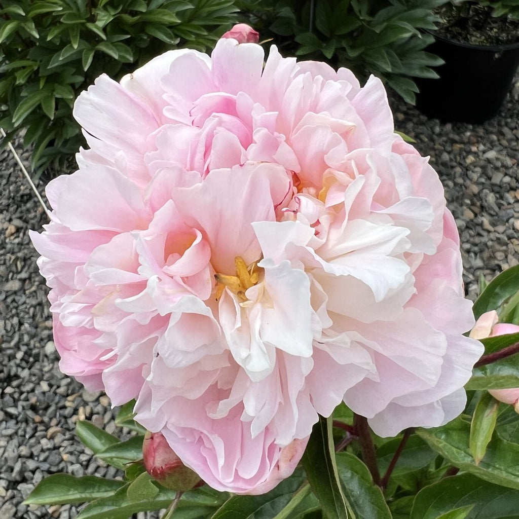 Paeonia lact. 'Bouchela' (pink)
