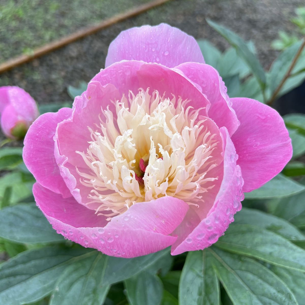 Paeonia lact. 'Bowl of Beauty' (pink)