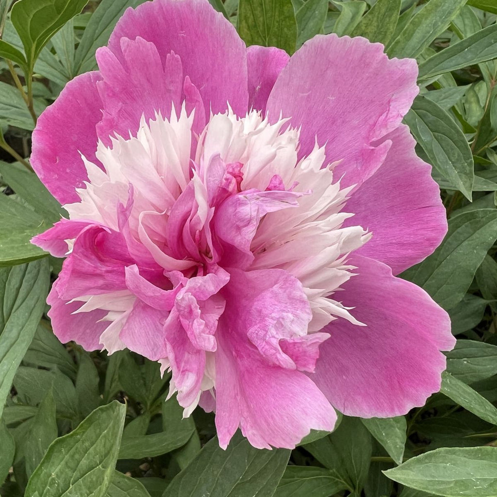 Paeonia lact. 'Celebrity' (pink/white)
