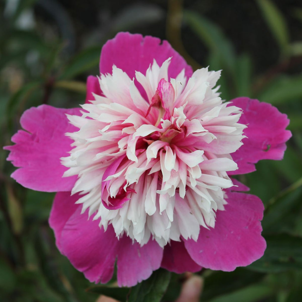 Paeonia lact. 'Celebrity' (pink/white)
