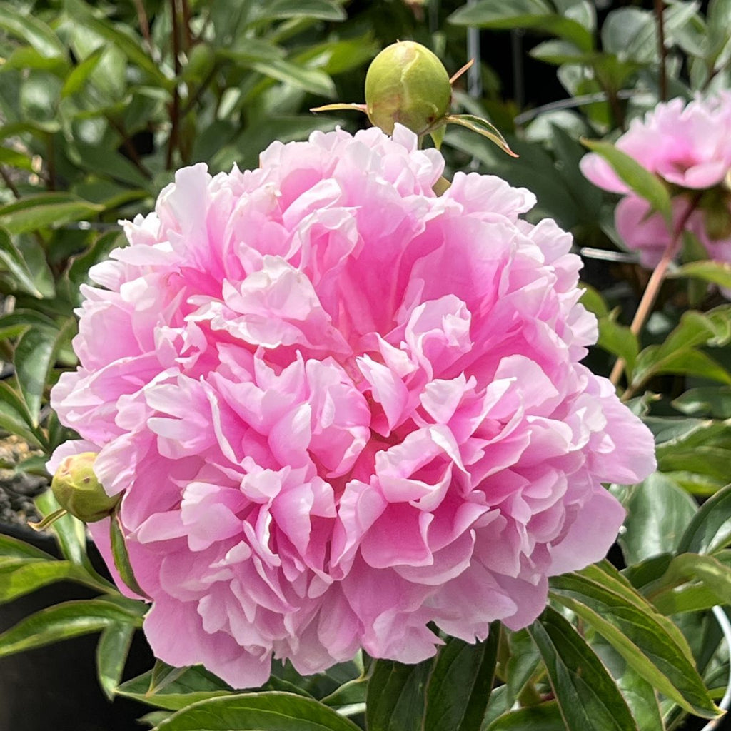 Paeonia lact. 'Charles Burgess' (red)