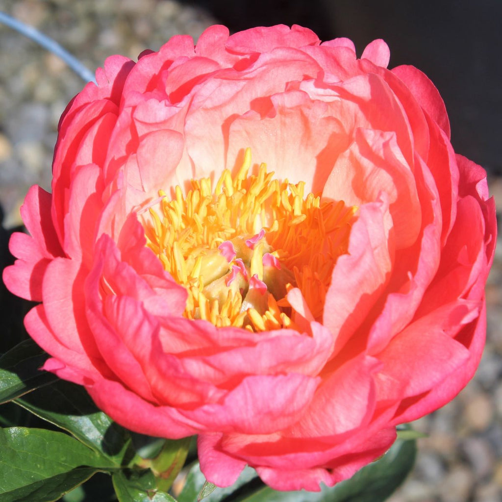 Paeonia lact. 'Coral Sunset' (coral/pink)