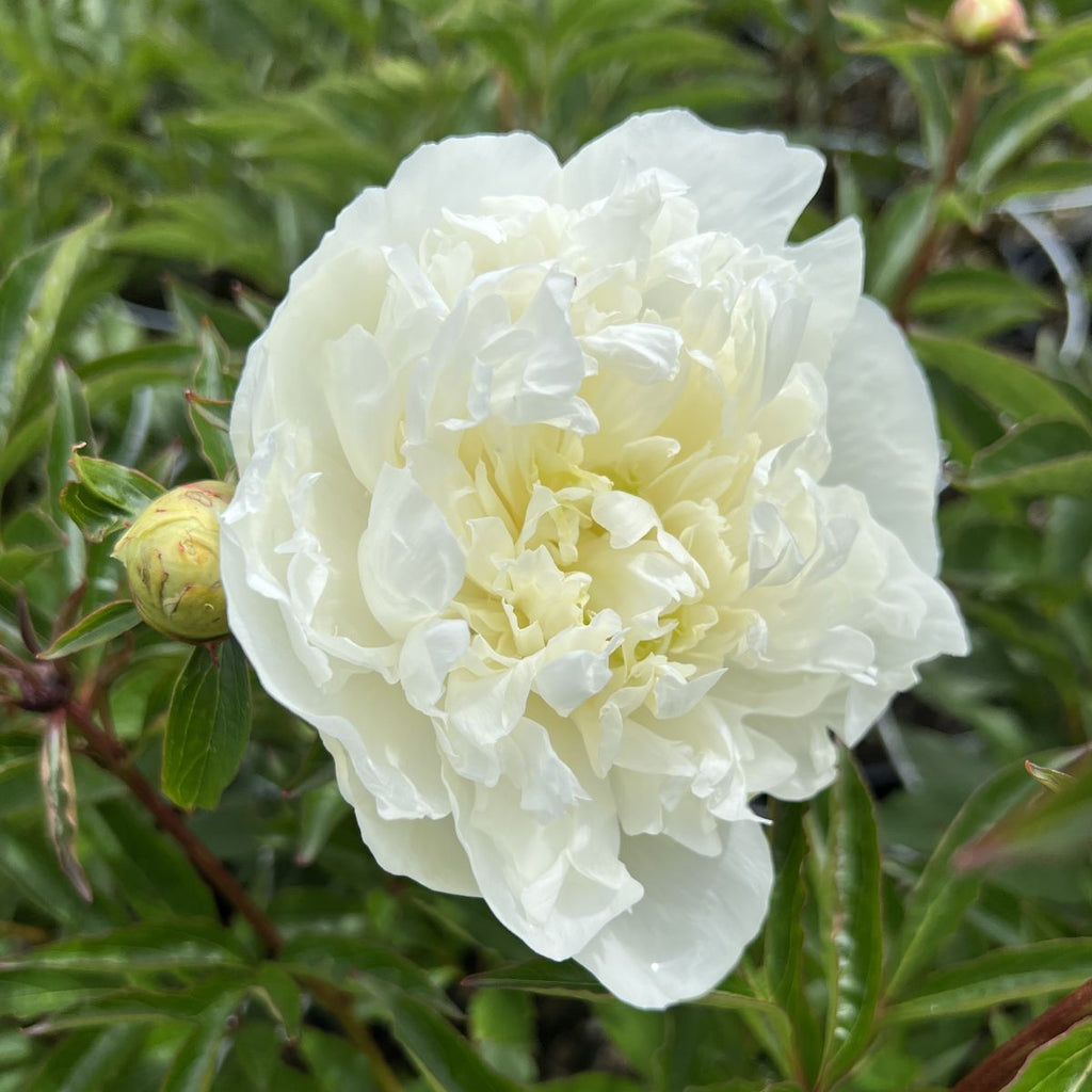Paeonia lact. 'Duchesse de Nemours' (white)