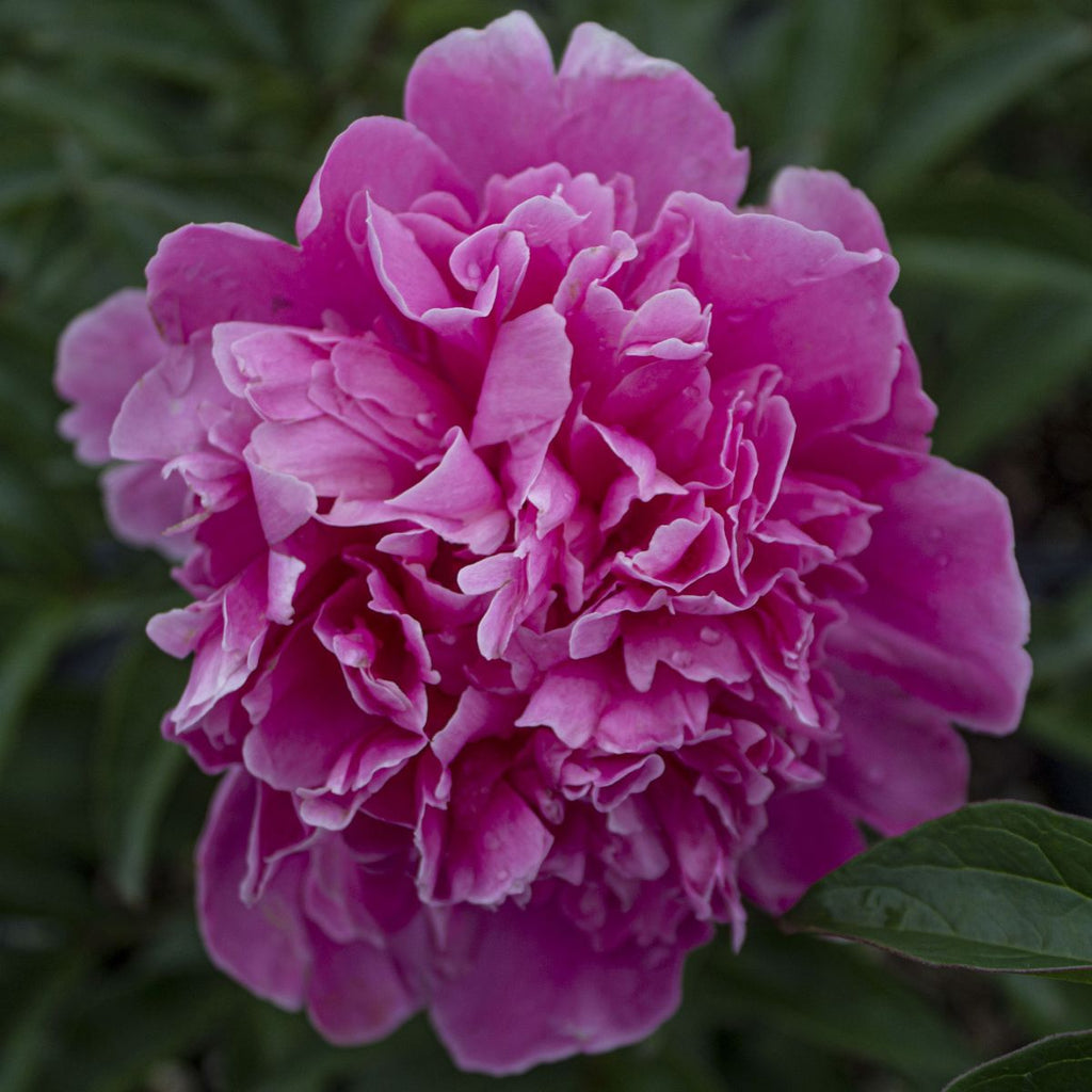 Paeonia lact. 'Edulis Superba' (rose pink)