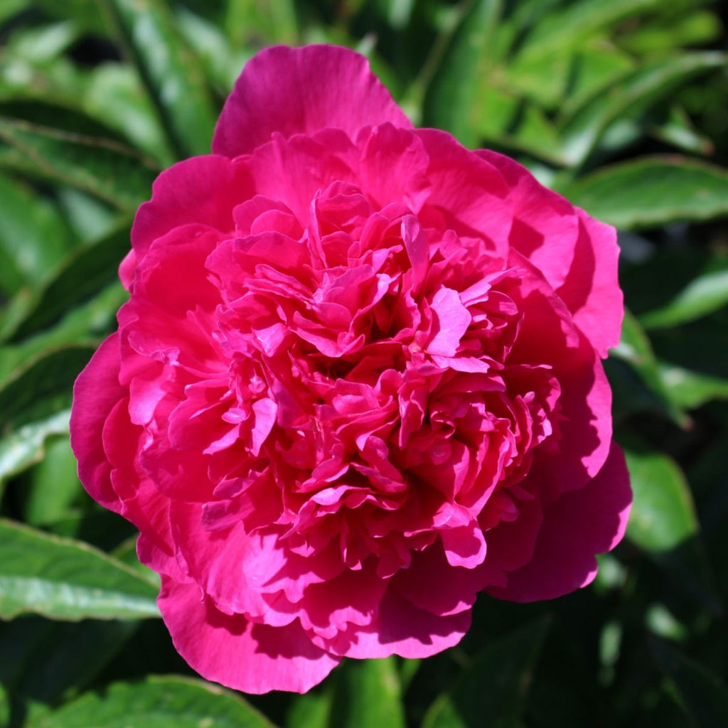 Paeonia lact. 'Felix Supreme' (double red)