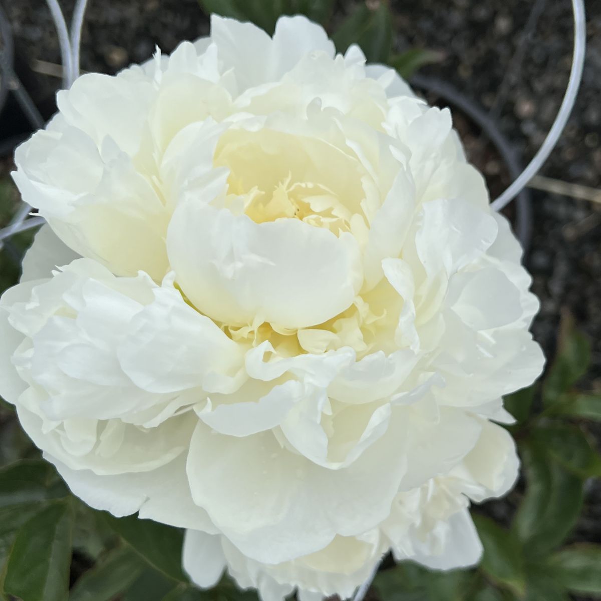 Paeonia lact. 'Festiva Maxima' (white/fragrant)