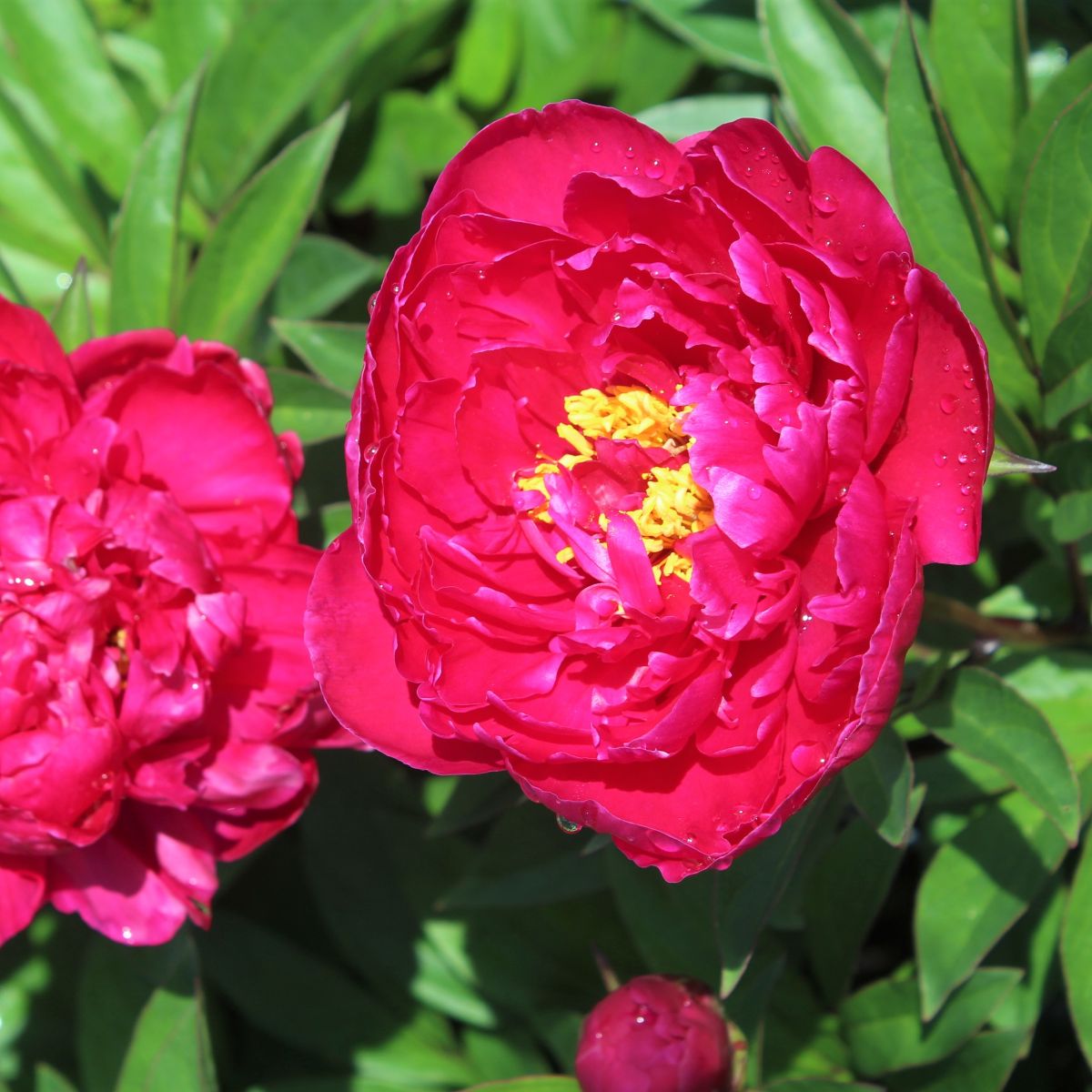 Paeonia lact. 'General McMahon' (red)