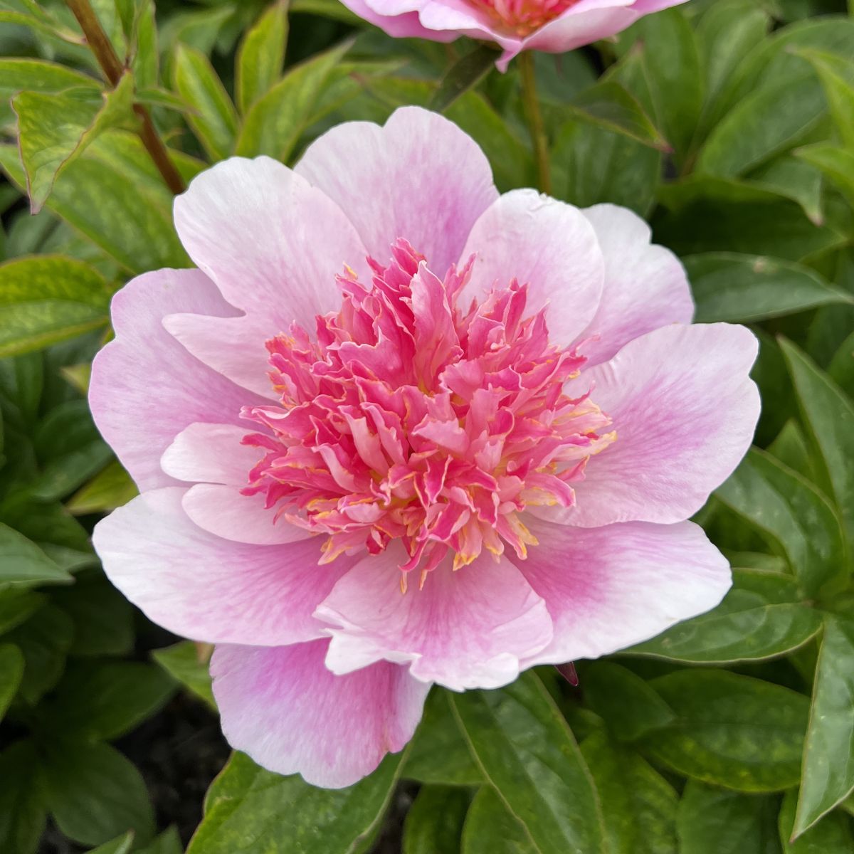 Paeonia lact. 'Heidi' (pink)
