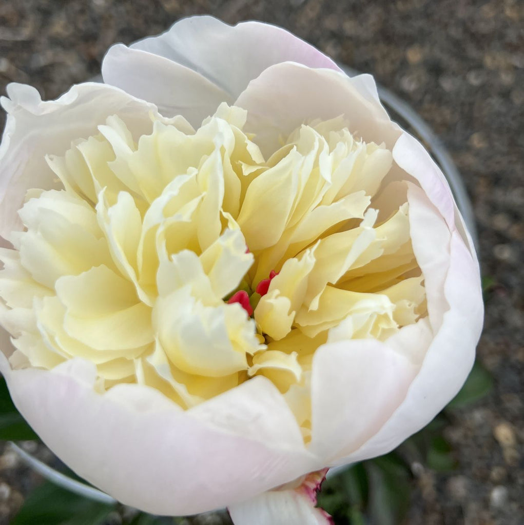 Paeonia lact. 'Immaculee' (white)