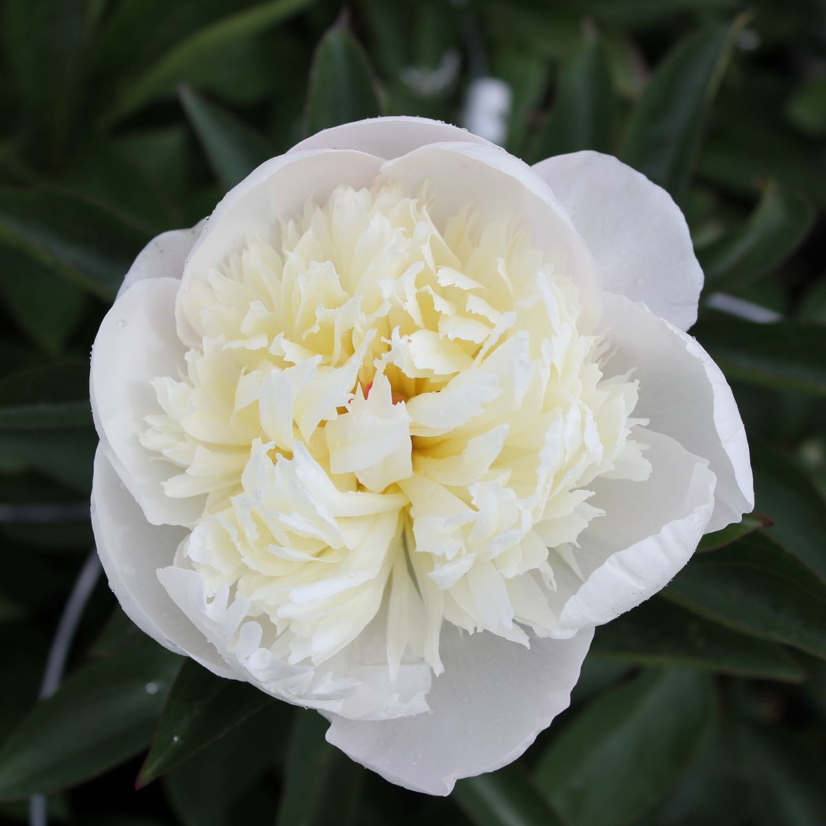 Paeonia lact. 'Immaculee' (white)