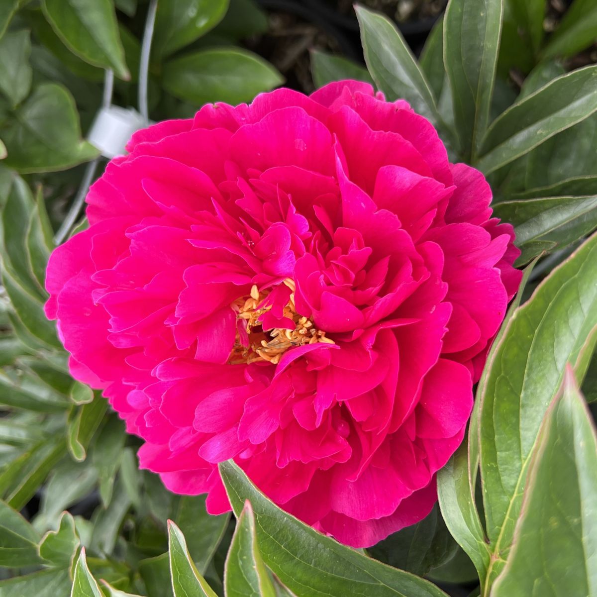 Paeonia lact.'Jacorma' (double pink)