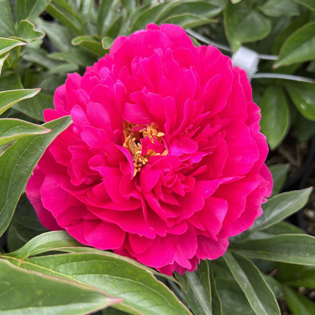 Paeonia lact.'Jacorma' (double pink)